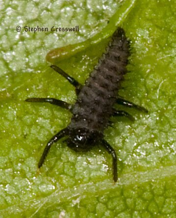 Early instar, ladybug larva