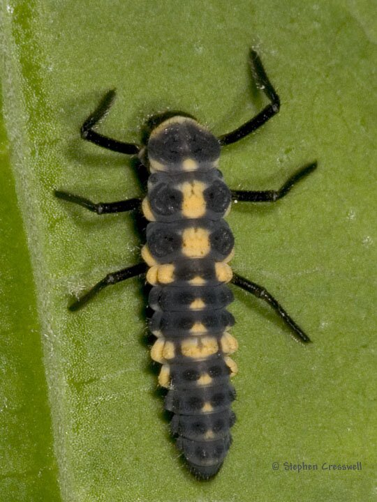 Coccinellidae, Ladybug larva