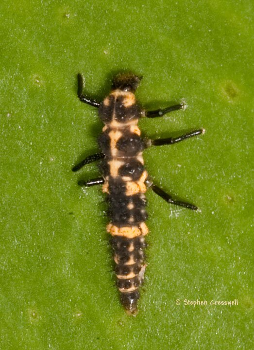 Coleomegilla maculata larva, immature Ladybug