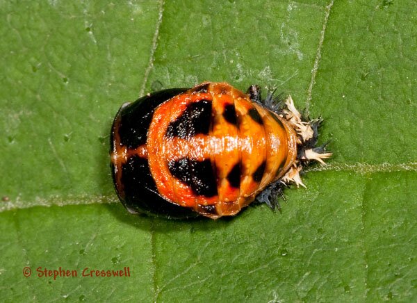 Multicolored Asian Lady Beetle, pupa