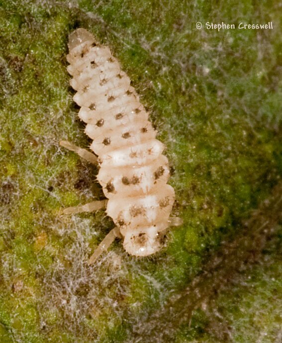 Psyllabora vigintimaculata larva, Twenty-spotted Ladybug
