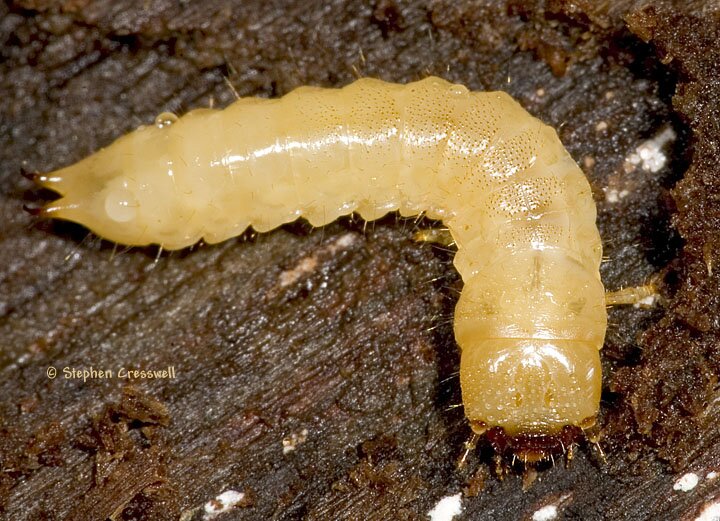 Synchroa punctata larva, Synchroidae