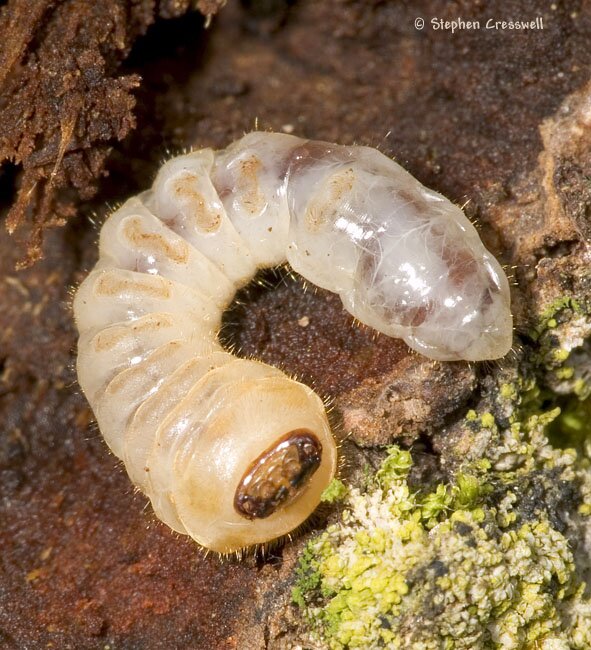 Longhorned Beetle larva, round-headed borer