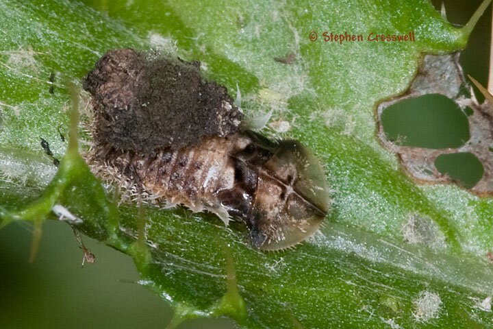Tortoise Beetle Larva with fecal shield
