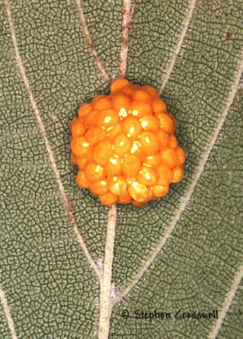 Eggs of Monocesta coryli, Larger Elm Leaf Beetle