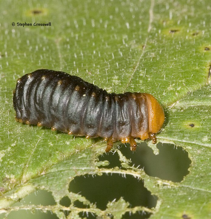 Monocesta coryli larva, Larger Elm Leaf Beetle