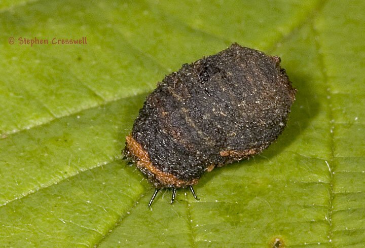 Warty Leaf Beetle Larva, Case-bearer