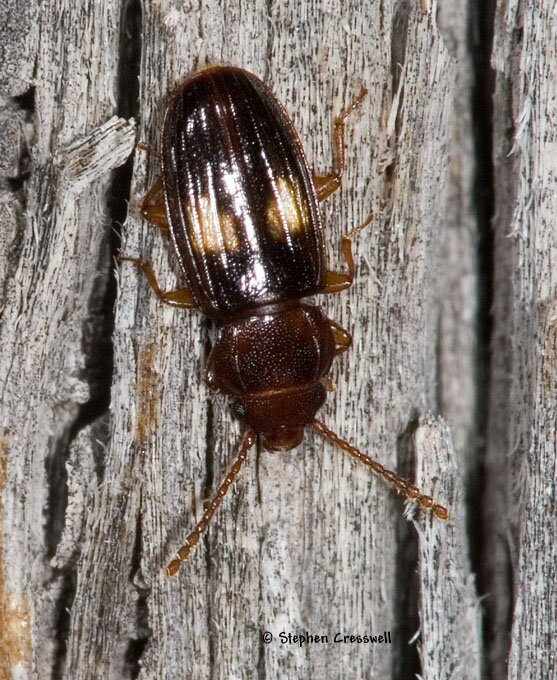 Laemophloeus fasciatus, Lined Flat Bark Beetle photo