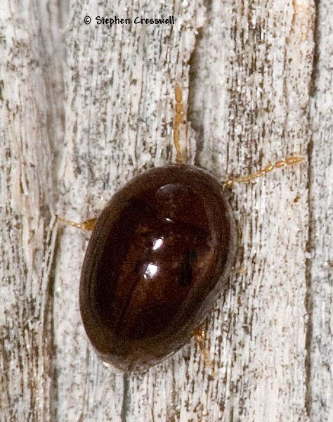 Acylomus sp., Shining Flower Beetles