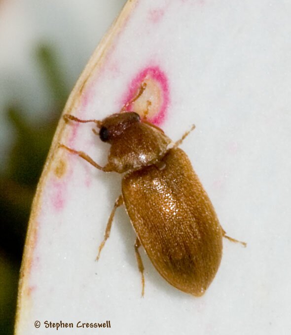 Byturus unicolor, Fruitworm Beetle