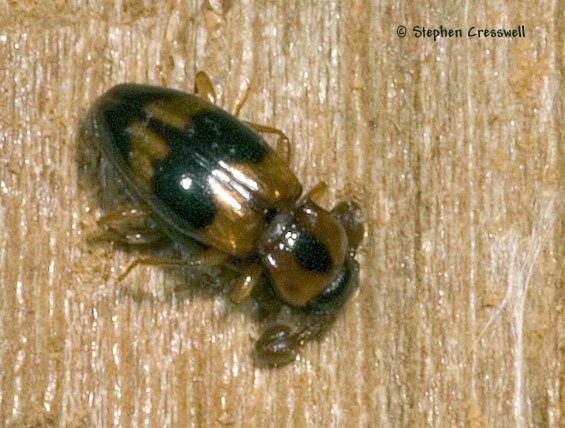 Phymaphora pulchella photo, Handsome Fungus Beetle