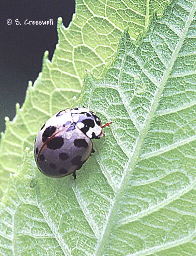 Anatis labiculata photo, Fifteen-Spotted Ladybird