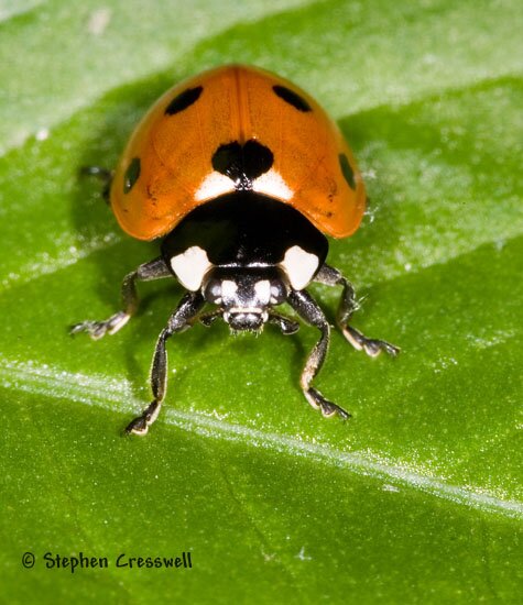 Seven-Spotted Lady Beetle photo, Coccinella septempunctata