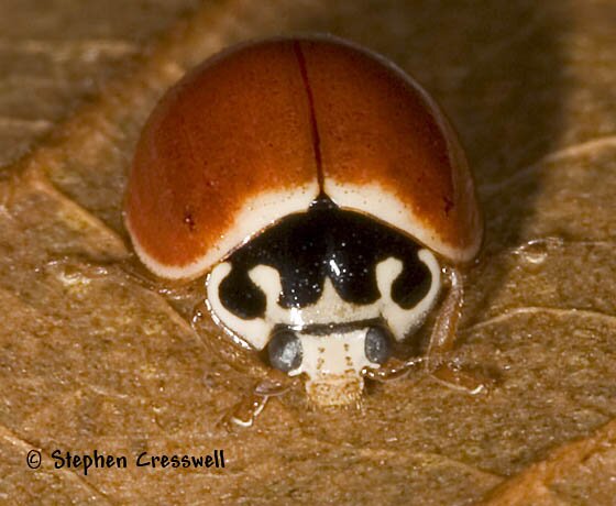 Cycloneda munda, Polished Red Ladybird image