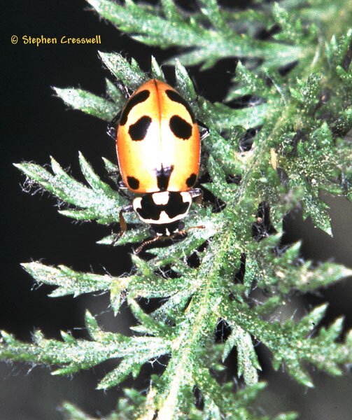 Hippodamia parenthesis photo, Parenthesis Lady Beetle