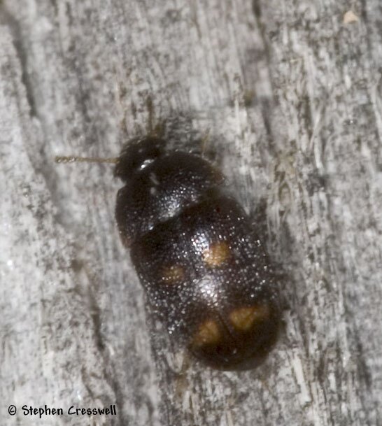 Litargus tetraspilotus, Hairy Fungus Beetle