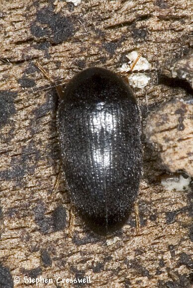 Eustrophopsis bicolor, False Darkling Beetle photo