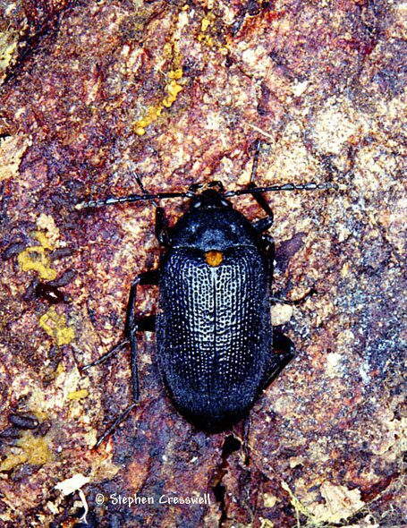 Penthe obliquata, Polypore Fungus Beetle photo