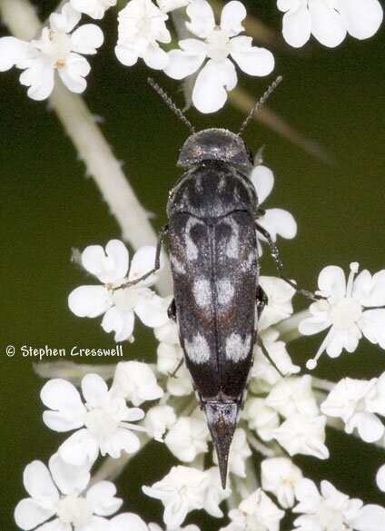 Hoshihananomia octopunctata, Eight-Spotted Tumbling Flower Beetle