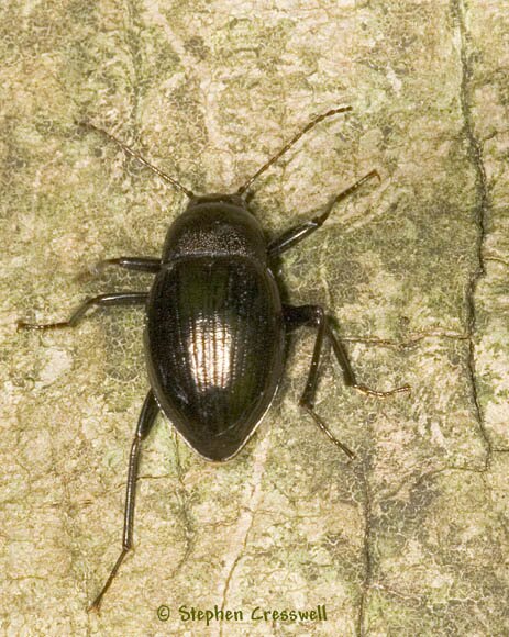 Meracantha contracta photo, Darkling Beetle