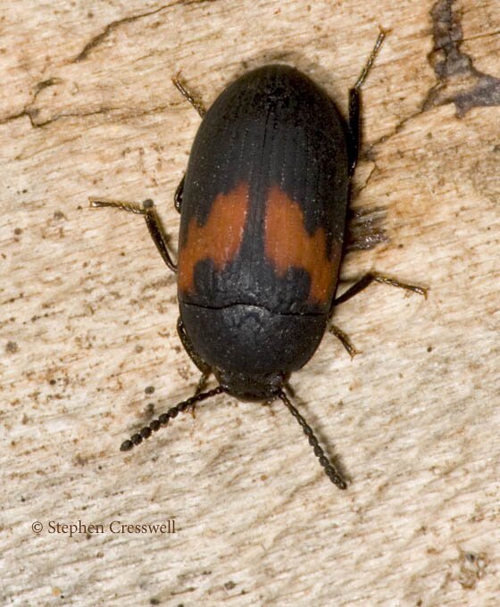 Platydema ellipticus image, Darkling Beetle