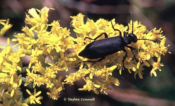 Black Blister Beetle photo, Epicauta pennsylvanica