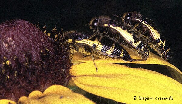 Mating rivalry, Acmaeodera pulchella beetles image