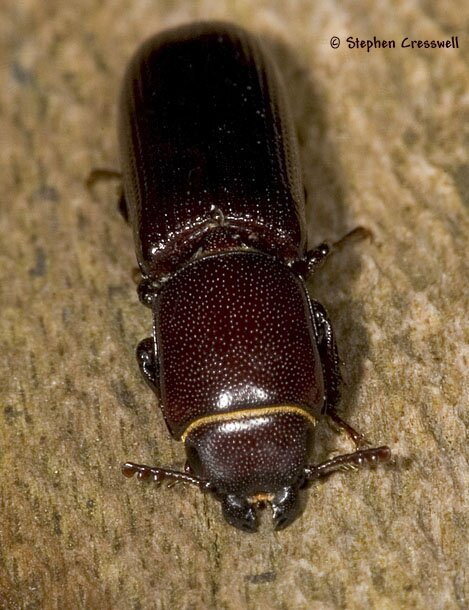 Front view of Airora cylindrica, Bark-Gnawing Beetle