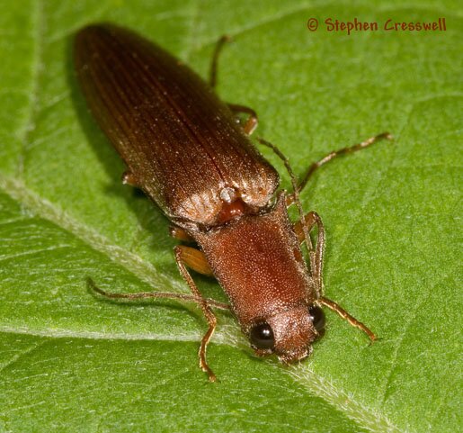 Genus Athous, Click Beetle image