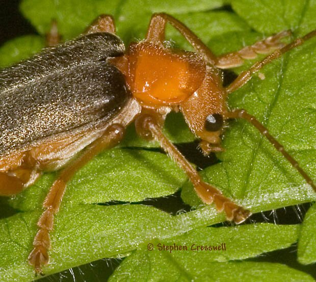 Cantharis rotundicollis image, a West Virginia Soldier Beetle