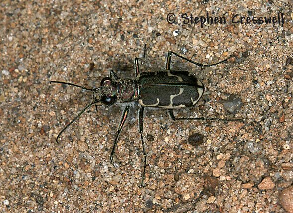 Bronzed Tiger Beetle image, Cicindela repanda