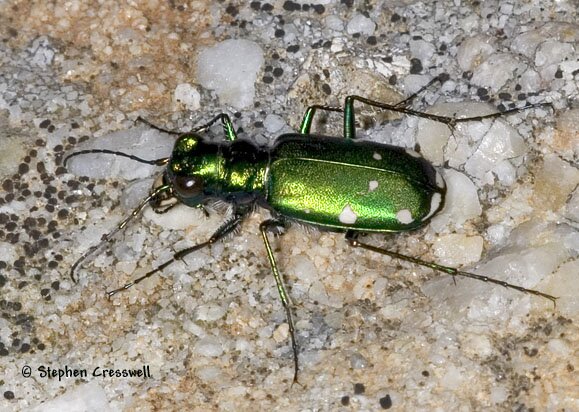 Cicindela sexguttata, Six-Spotted Tiger Beetle photo