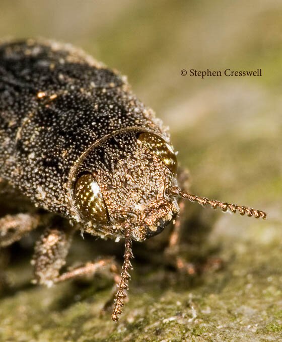 Image of the face of Dicerca lurida, Metallic Wood-Boring Beetle