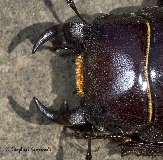 Antelope Stage beetle image, Dorcus parallelus