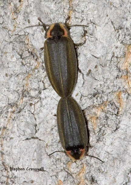 Ellychnia corrusca, Diurnal Firefly photo