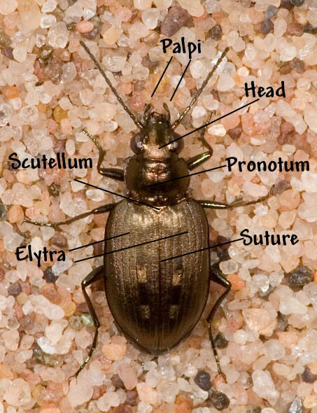 beetle basic anatomy image
