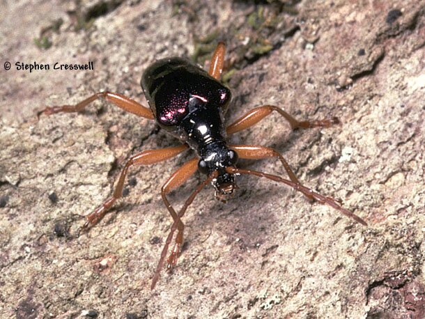 Longhorn Beetle image, Gaurotes cyanipennis