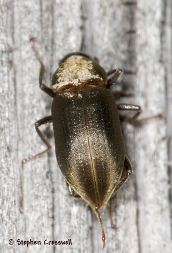 Helichus sp., Long-toed Water Beetle photo