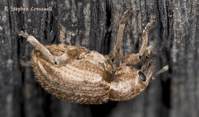 Lateral view, Hypera punctata, Clover Leaf Weevil