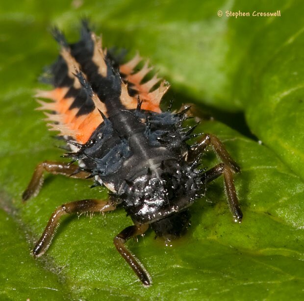 Head, larva of Harmonia axyridis