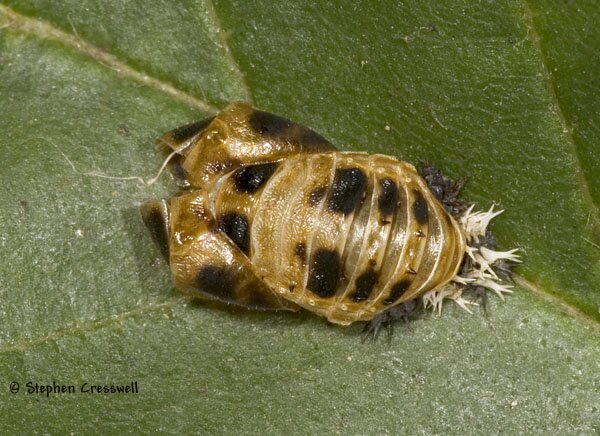 Exuviae, pupa of Harmonia axyridis