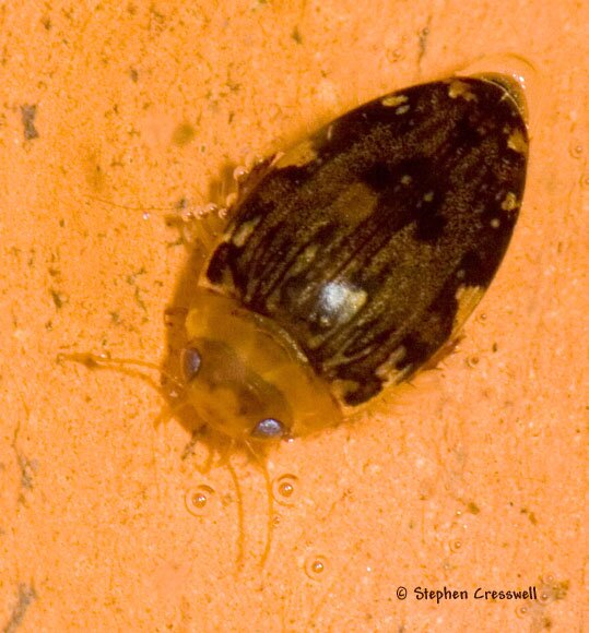 Laccophilus sp. image