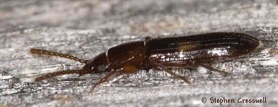 Laemophloeus fasciatus, Lined Flat Bark Beetle