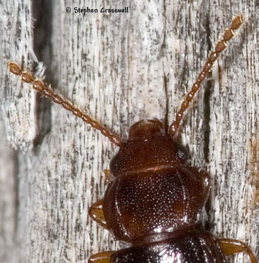 Laemophloeus fasciatus, Lined Flat Bark Beetle, Head and pronotum