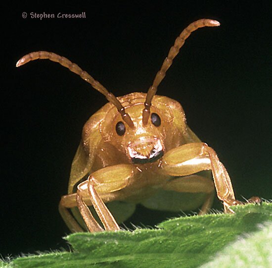 Image of Monocesta coryli, Greater Elm Leaf Beetle