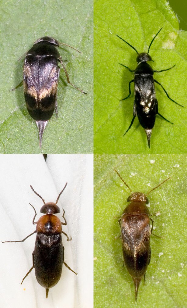 Mordellidae, Four species of Tumbling Flower Beetle