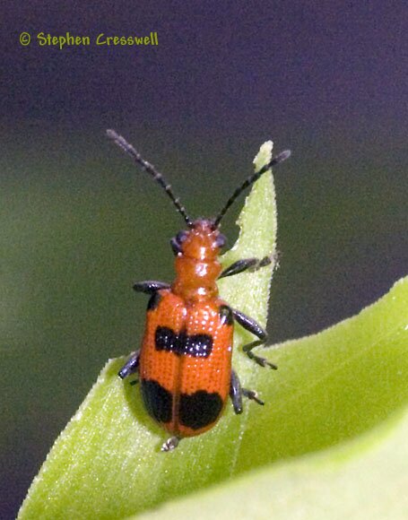 Neolema sexpunctata image, Asiatic Dayflower Leaf Beetle