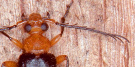 Neopyrochoa femoralis male, detail of head