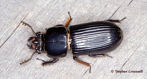 Peg Beetle or Bess Bug, Odontotaenius disjunctus