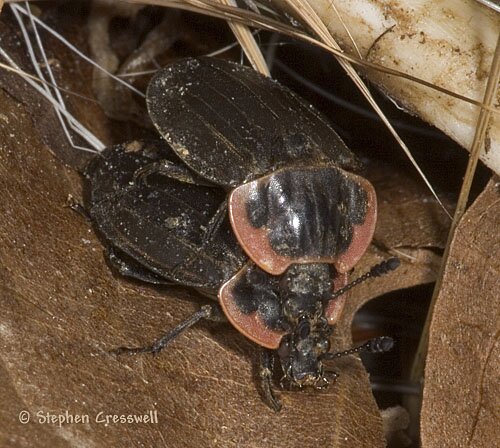 Oiceoptoma noveboracense mating, image